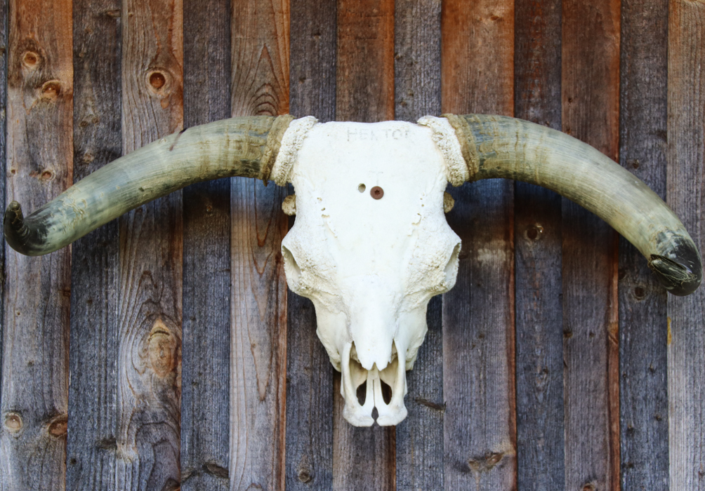 Stier-Schädel